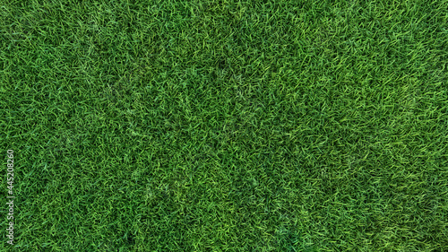 fertilization and lawn care mowing grass texture background 3D illustration