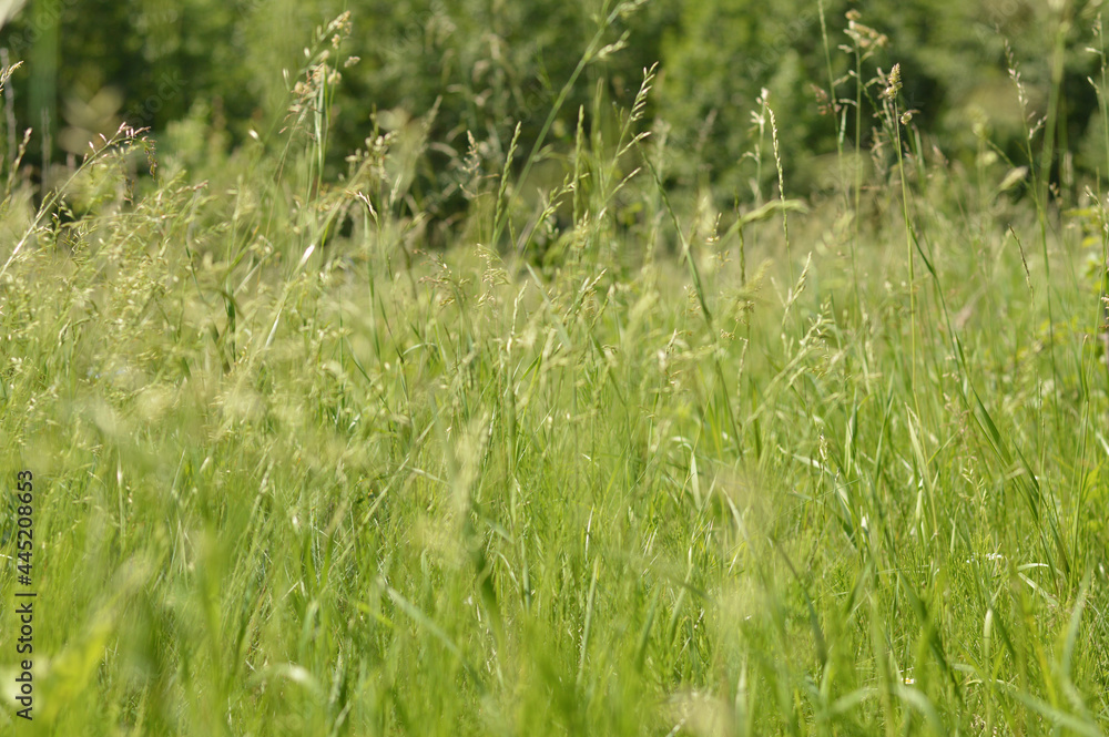 Blurred image of a meadow with tall grasses on a sunny summer day.