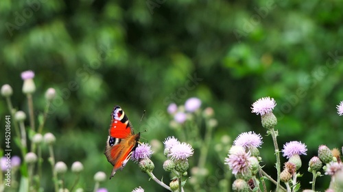 The butterfly eats nectar on the flowers.