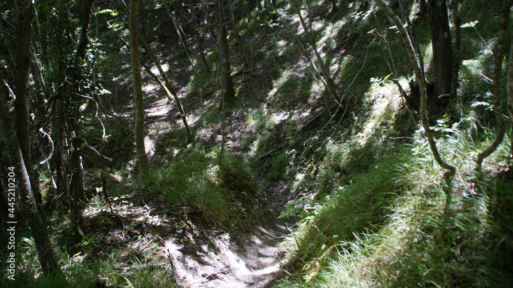 Fototapeta premium Bosco lungo il sentiero 390bis da Villa di Parchiule a Poggio dell'Appione in Italia
