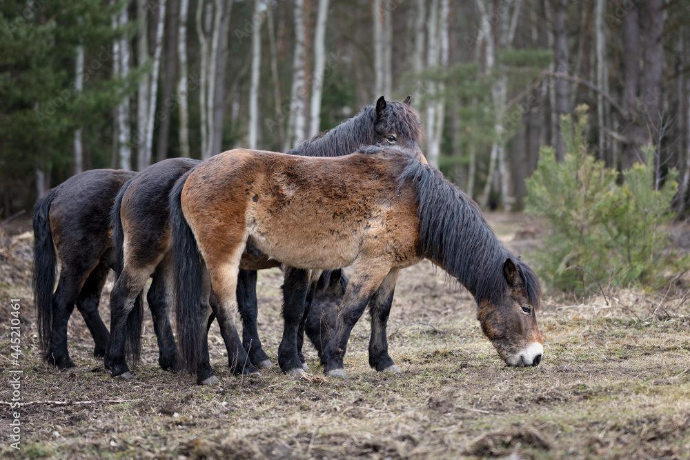 Wild horses graze in a nature reserve in the Czech Republic near the city of Hradec Králové. Wild horses graze in a nature reserve in the Czech Republic near the city of Hradec Králové.