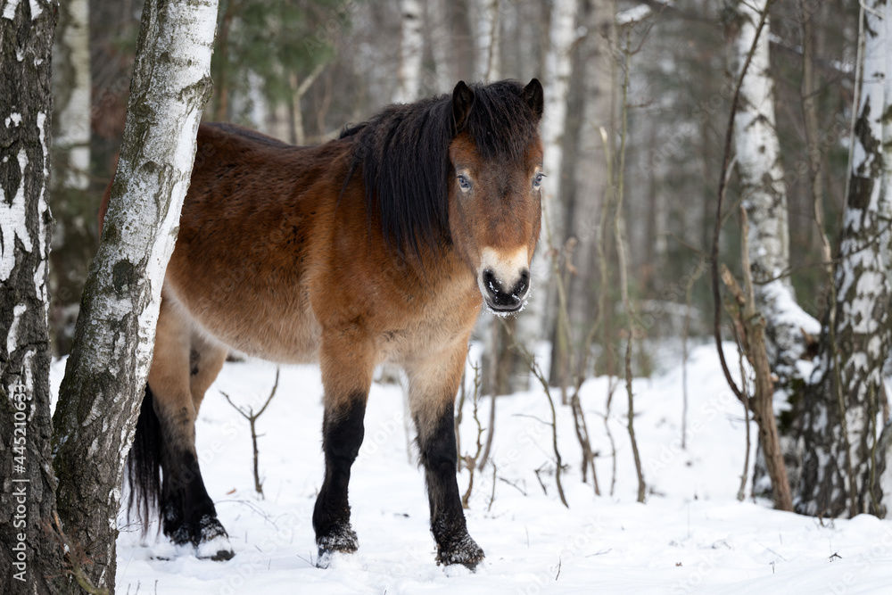 Wild horses graze in a nature reserve in the Czech Republic near the city of Hradec Králové. Wild horses graze in a nature reserve in the Czech Republic near the city of Hradec Králové.