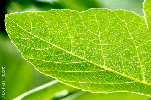 Figs leave in sunny day 2021