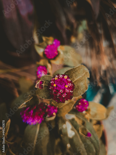 BLOSSOMING 