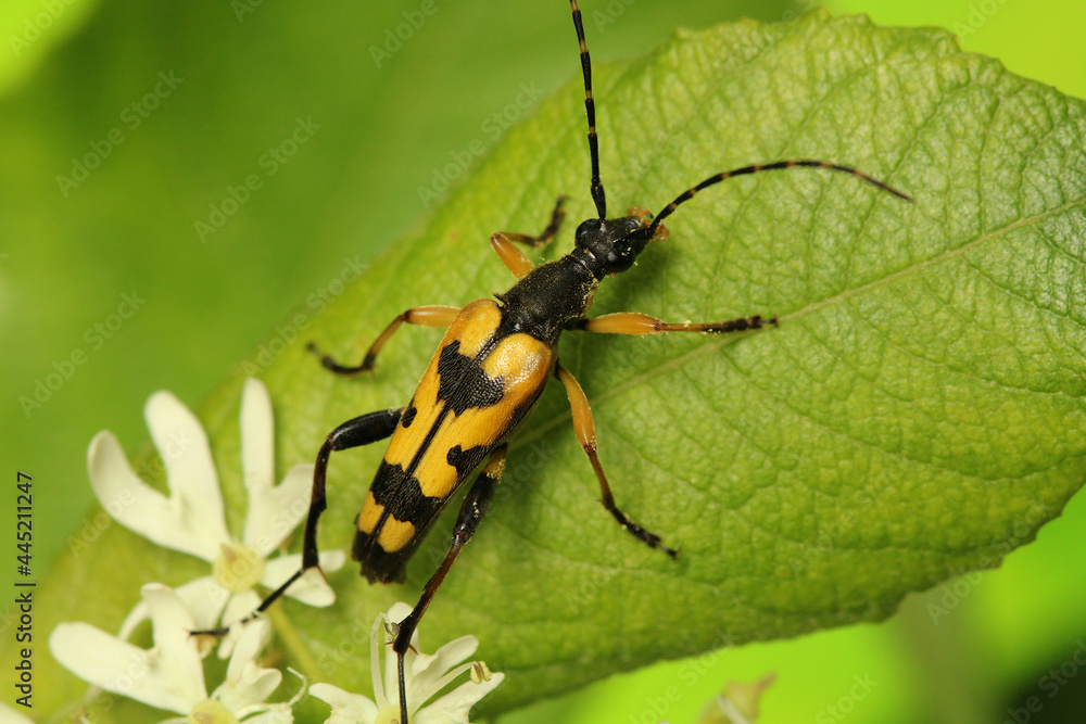 Long Horn Beetle, scientific name Rutpela maculata resting on a leaf. 