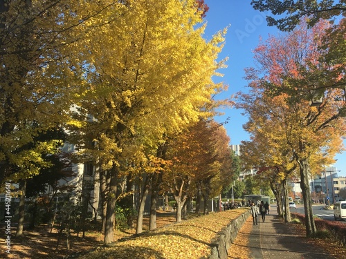 autumn trees in the university 