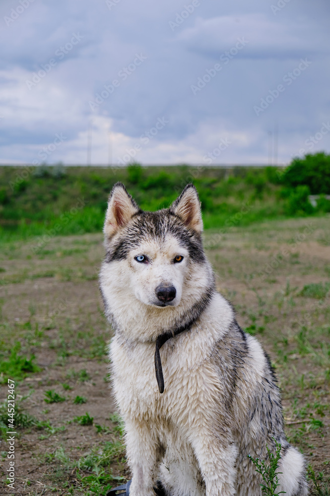 Husky dog with wet hair in nature after the rain. Husky dog with wet hair in nature after the rain.