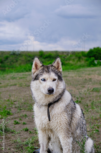 Husky dog with wet hair in nature after the rain.