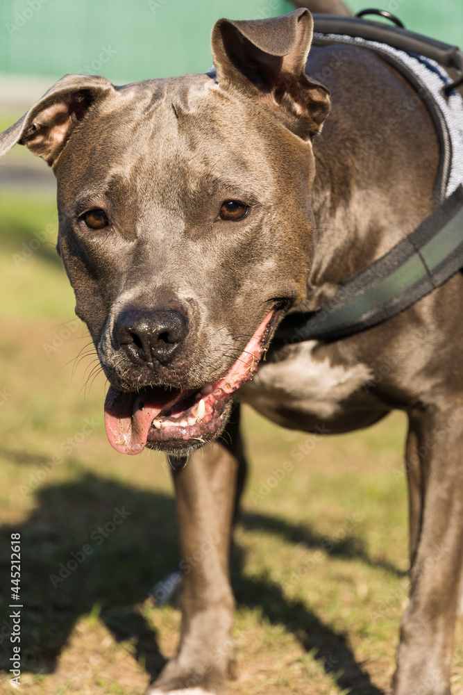 Pitbull dog in the park with green grass and bars around. Pit bull playing in the dog place. Selective focus.