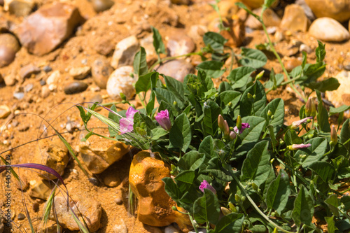 Pink wildflowers sprouting on a cliffside, Essex coast, England, UK