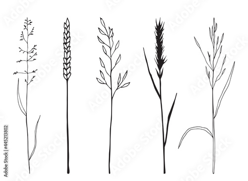 Drawing of cereals - spikelets of wheat, oats, barley. Vector illustration. Black sketch