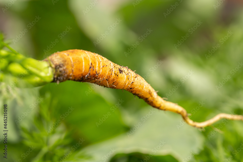 Close-up of a recently cropped carrot Close-up of a recently cropped carrot