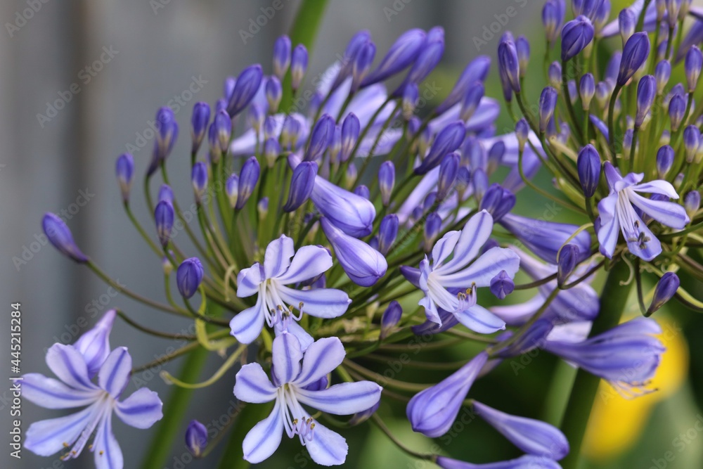 Agapanthe Agapanthe
