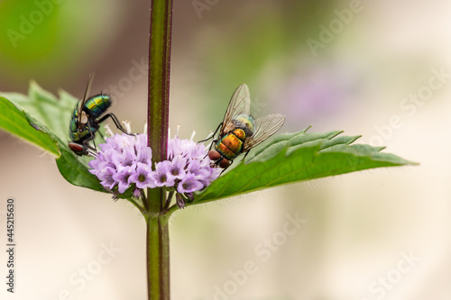 Close-up of a green fly on a flower, Lucilia sericata photo