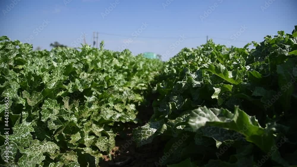 Medicinal plant Milk thistle (Silybum marianum) grows in the field Medicinal plant Milk thistle (Silybum marianum) grows in the field