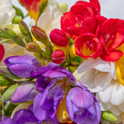 Fototapeta Naklejka Na Ścianę i Meble -  variety of colorful freesia flowers top view closeup, natural background