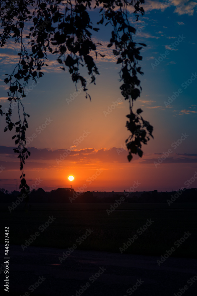 Fototapeta premium The summer sun rising behind the birch tree. Tree silhouette against the morning sky. Summertime scenery of Northern Europe.