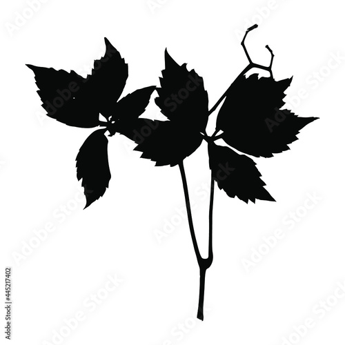 The imprint of a natural wild grape leaf. Grape leaf silhouette for design, botanical illustration, decoration, postcard, pattern. Stock vector.