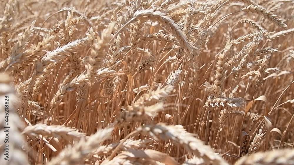 Wheat Field. Ears of wheat close up Wheat Field. Ears of wheat close up