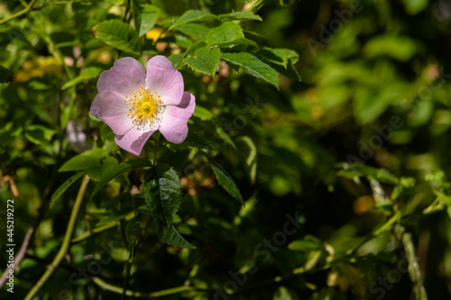 Close-up of pink sunlit wild rose in the woods, England, UK