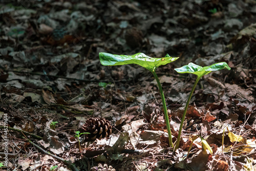 New leaves sprouting from the ground in the woods, England, UK