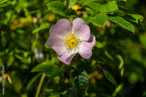 Close-up of pink sunlit wild rose in the woods, England, UK