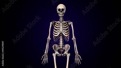 3d illustration of human  body skeleton anatomy