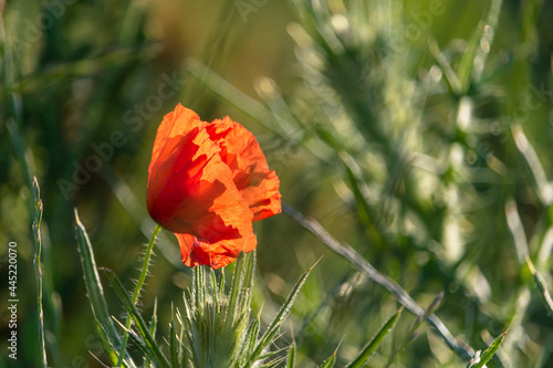 Sunlit poppy flower in a meadow, England, UK