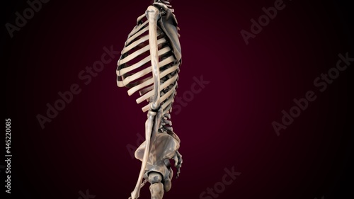 3d illustration of human skeleton anatomy.