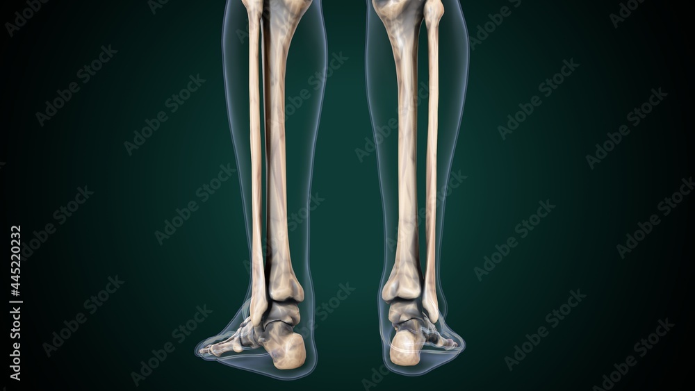 3d illustration of human skeleton fibula and tibia bone anatomy. Stock ...