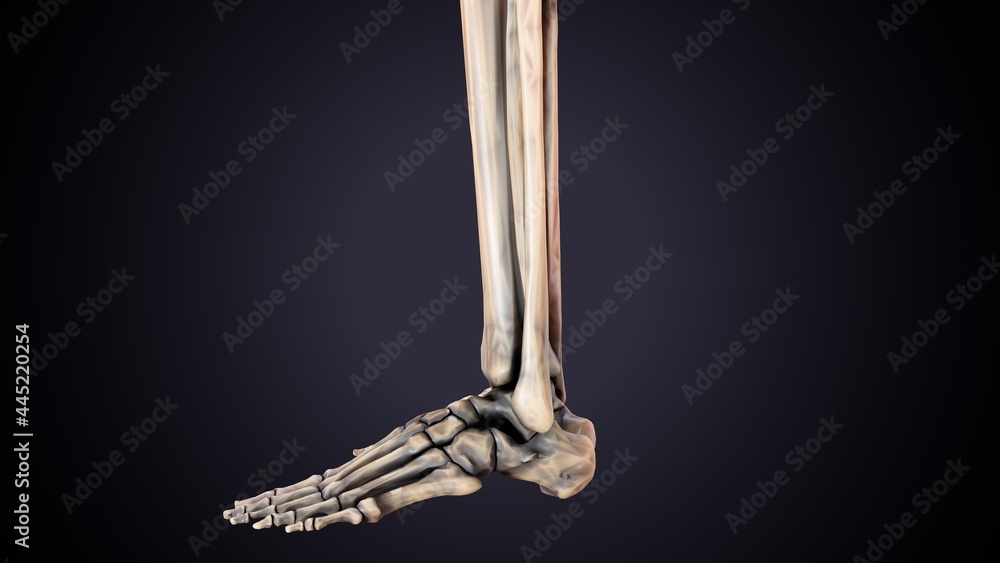 3d illustration of human skeleton fibula and tibia bone anatomy. Stock ...