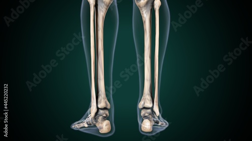 Photos 3d illustration of human skeleton fibula and tibia bone anatomy.