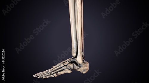 3d illustration of human skeleton fibula and tibia bone anatomy.