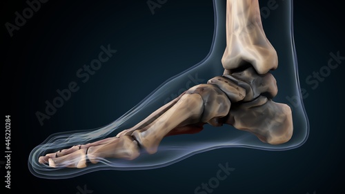 3d illustration of human body foot bone anatomy