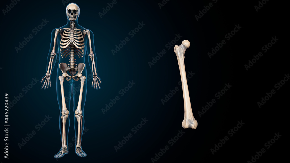 Human skeleton anatomy Humerus Bone 3D Rendering Human skeleton anatomy Humerus Bone 3D Rendering