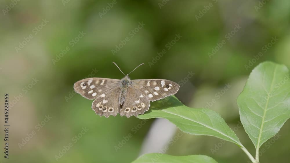 Speckled Wood Butterfly Resting on a leaf Speckled Wood Butterfly Resting on a leaf