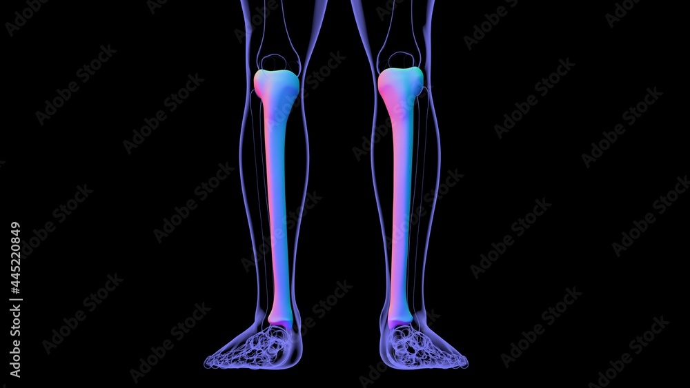Human skeleton anatomy Tibia Bone 3D Rendering Human skeleton anatomy Tibia Bone 3D Rendering