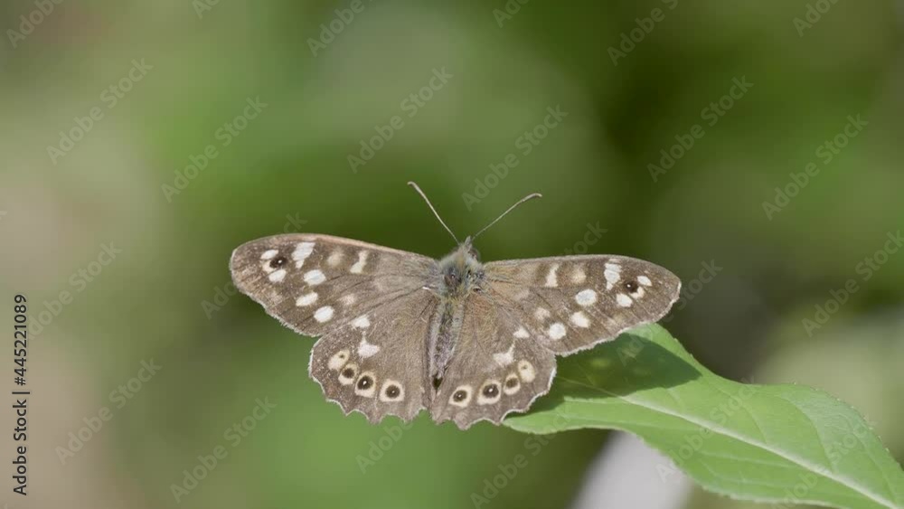 Speckled Wood Butterfly Resting on a leaf Speckled Wood Butterfly Resting on a leaf