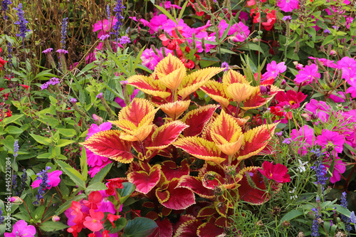 Pays de la Loire - Vendée - Luçon - Parc - Parterre de fleurs avec coleus 