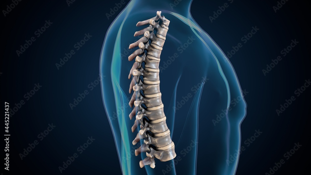 3d render of human skeleton thoracic vertebrae bone anatomy Stock ...