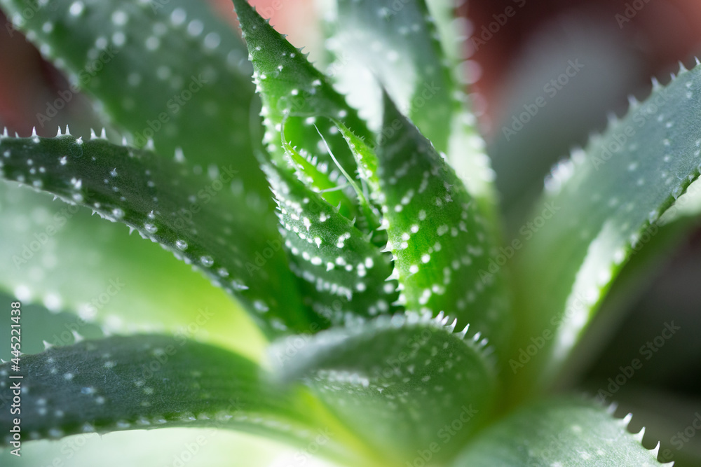 Green aloe vera plant closeup in low afternoon light, indoor gardening concept Green aloe vera plant closeup in low afternoon light, indoor gardening concept