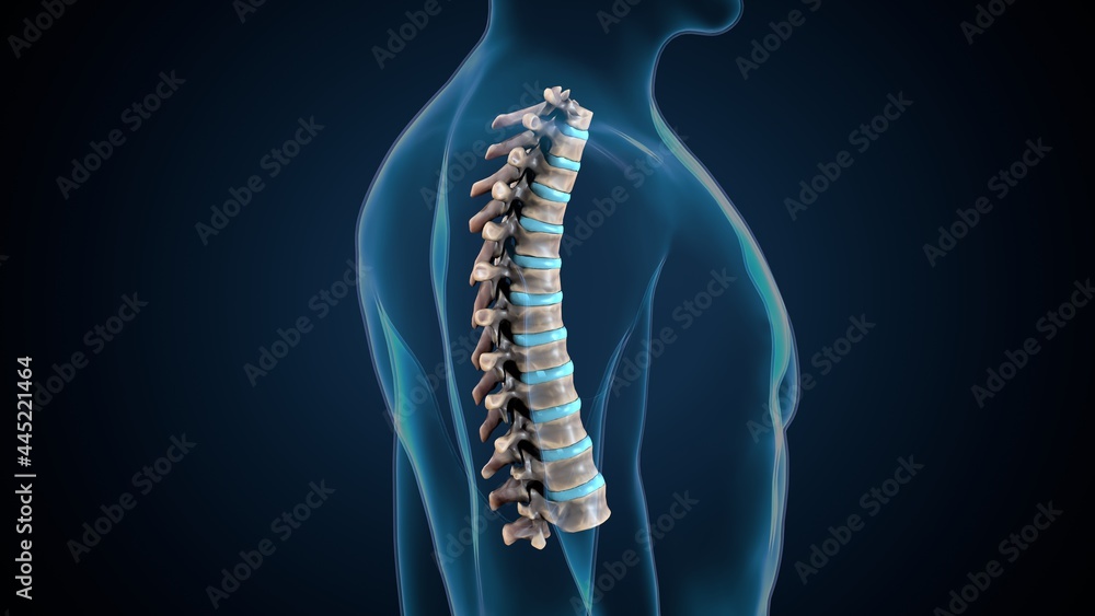 3d render of human skeleton thoracic vertebrae bone anatomy Stock ...