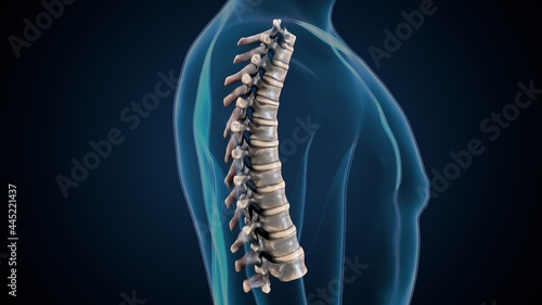 3d render of human skeleton thoracic vertebrae bone anatomy
 photo