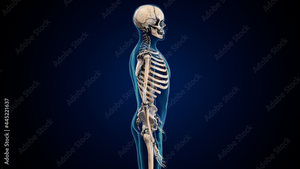 3d illustration of human body skeleton anatomy.
