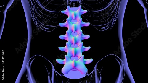 Human Skeleton Vertebral Column Lumbar Vertebrae Anatomy photo