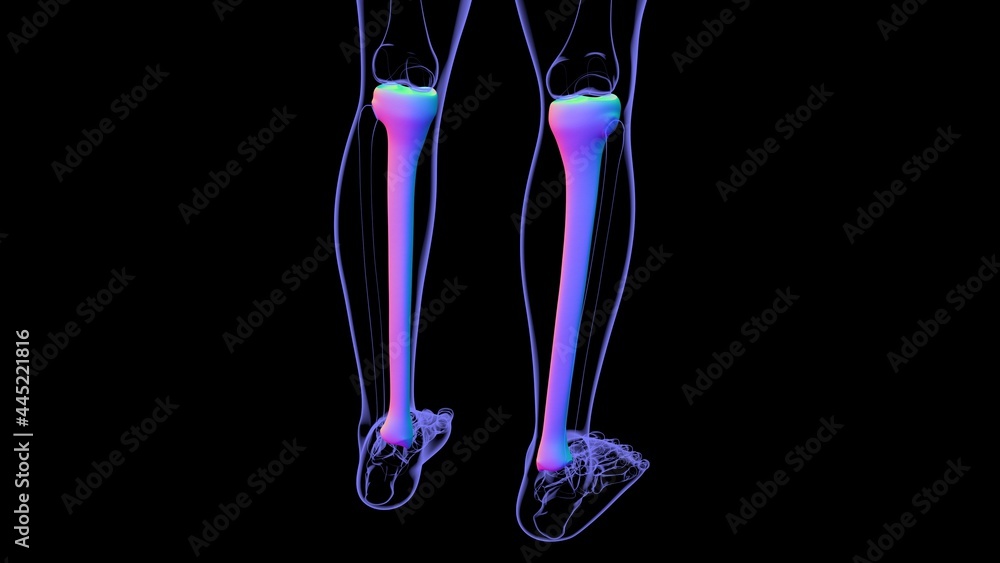 Human skeleton anatomy Tibia Bone 3D Rendering Human skeleton anatomy Tibia Bone 3D Rendering