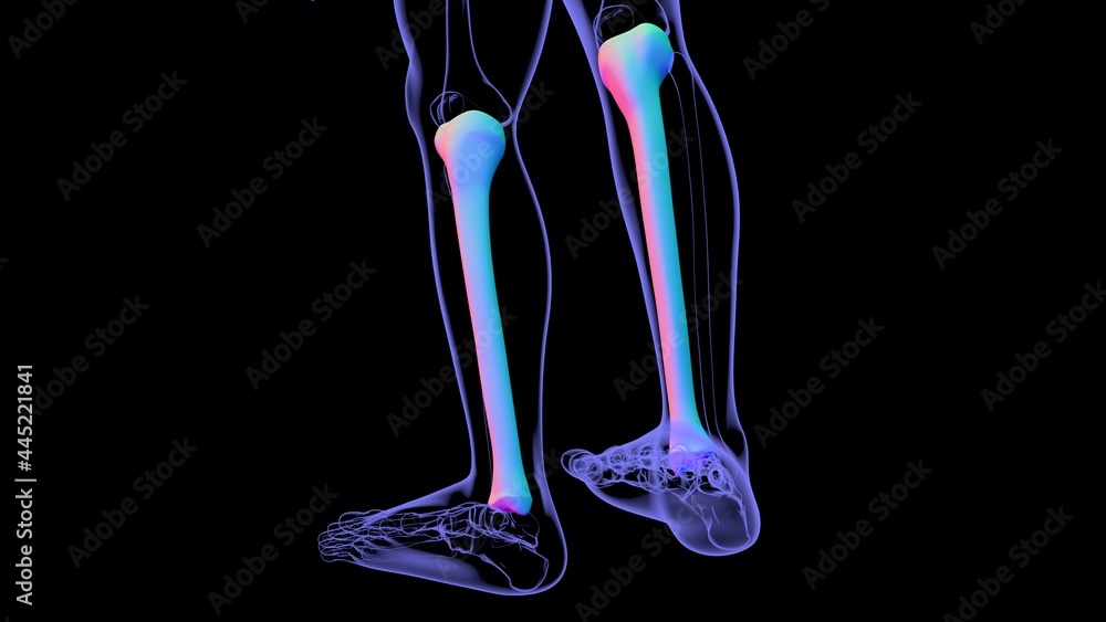Human skeleton anatomy Tibia Bone 3D Rendering Human skeleton anatomy Tibia Bone 3D Rendering