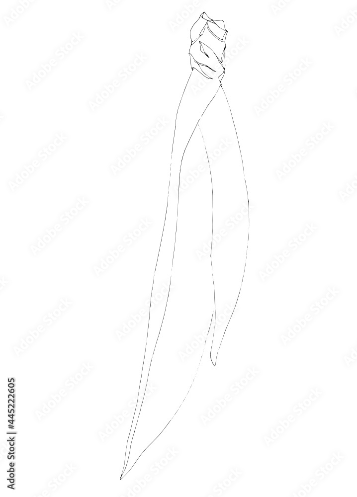 エアプランツ エアプランツ