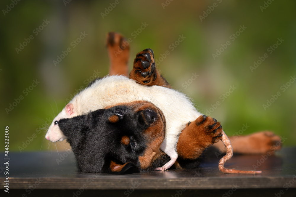 funny rottweiler puppy playing with a pet rat funny rottweiler puppy playing with a pet rat