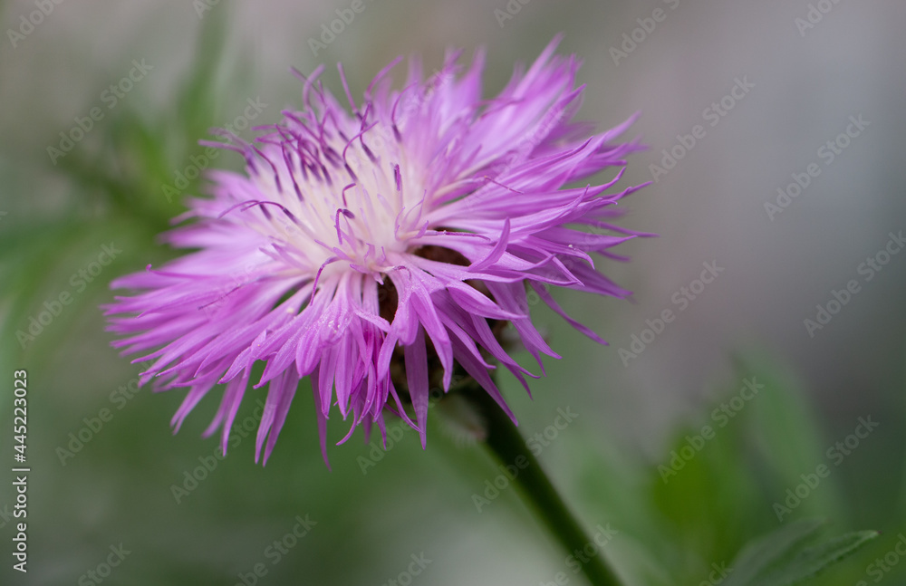 Obraz premium Pink corn flower in the garden